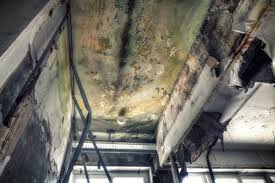 Why You Should Choose Our Mold Remediation Services in White Salmon, WA